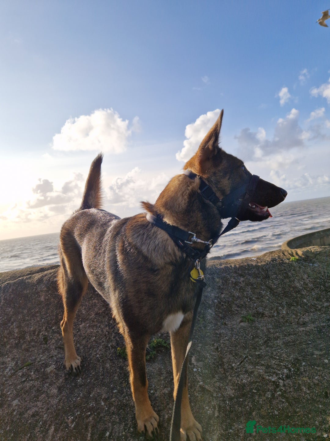 Mixed Breed dogs for sale: Malinois X sadly needs rehoming - Advert 9