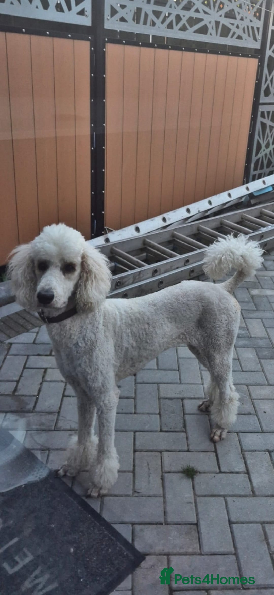 Bernedoodle dogs for sale: F1b Bernedoodle Puppies - Image 14