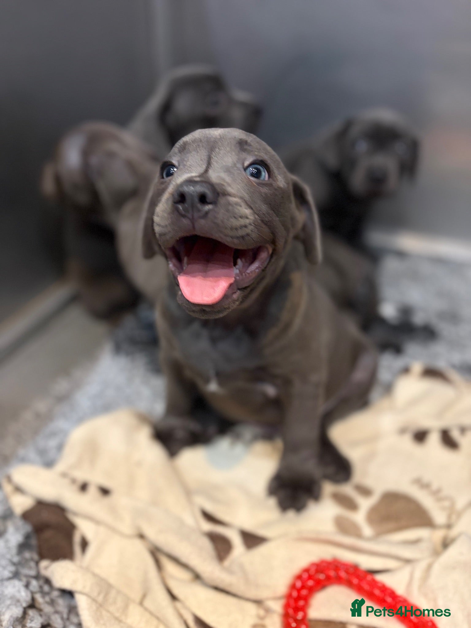 Staffordshire Bull Terrier dogs READY NOW! Chunky Staffordshire bull terrier pups - Advert 7
