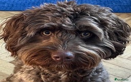 Cockapoo dogs for sale: Adorable Puppies Looking for Their Forever Homes! - Image 6