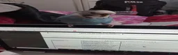 Lovebirds birds for sale: 2 lovebirds and a budgie looking for a loving home in Dewsbury - Advert 20