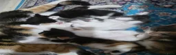 Mixed Breed cats for sale: Adorable Mixed Kittens Ready for Loving Homes - Advert 18