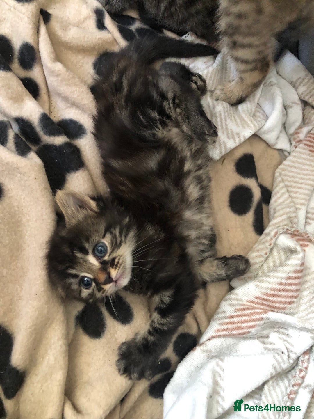Bengal cats for sale: Kittens for sale  in Maesteg - Image 7