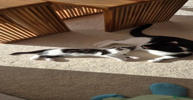 Mixed Breed cats - Advert 4