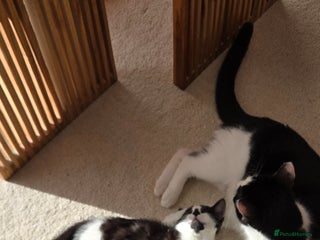 Mixed Breed cats - Advert 16