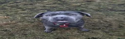 Cane Corso dogs for sale: 3 year old cane corso  - Advert 10