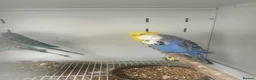 Mixed Breed birds for sale: Various Stunning Birds Available  - Advert 14