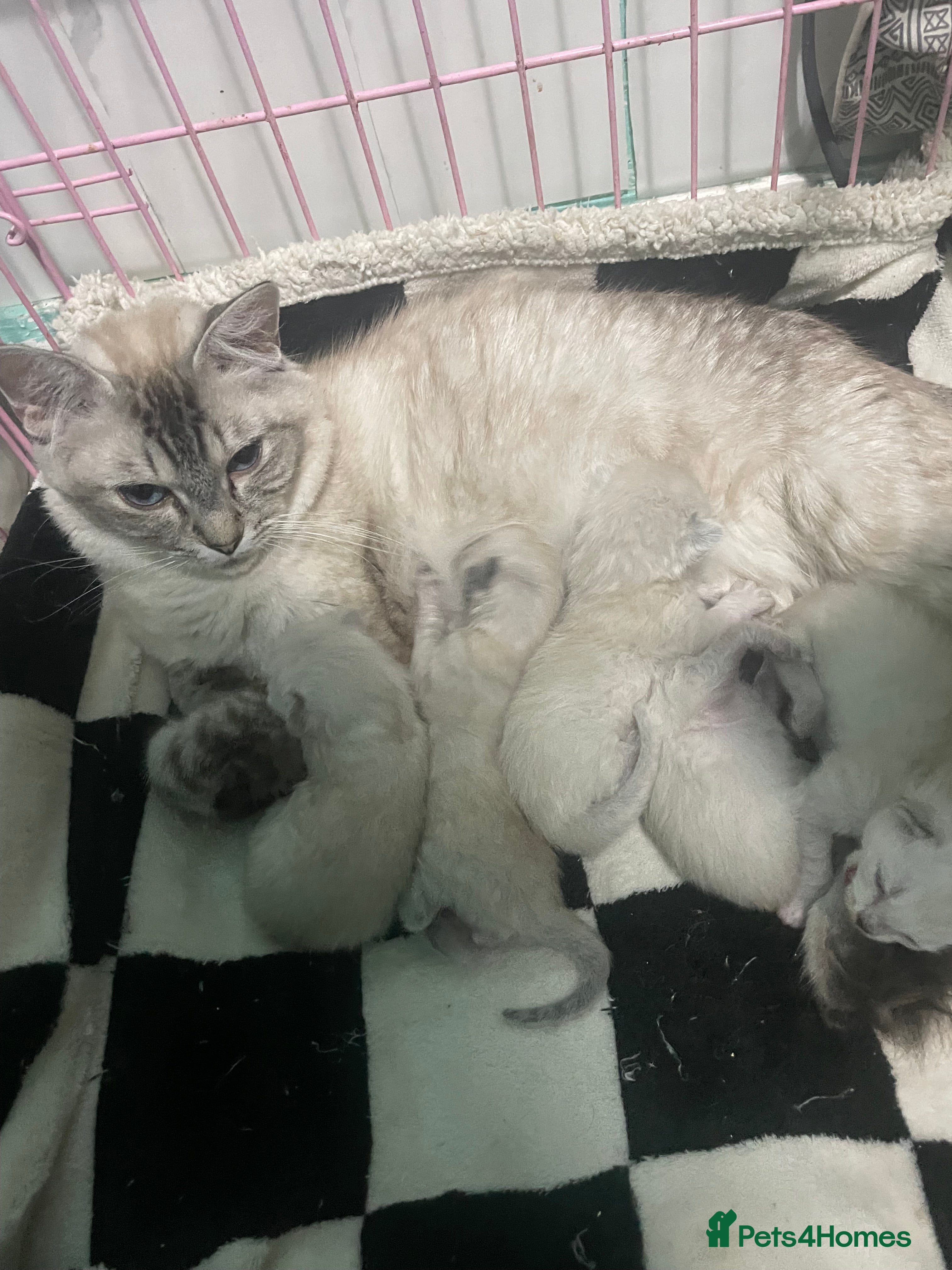 Ragdoll cats FEMALE RAGDOLL - Advert 1