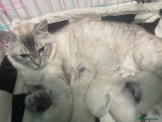 Ragdoll cats FEMALE RAGDOLL - Advert 1