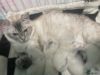 Ragdoll cats FEMALE RAGDOLL - Advert 14