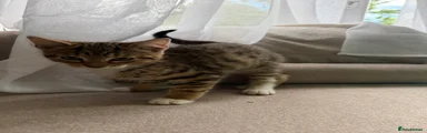 Mixed Breed Kitten 2