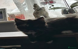 British Longhair cats for sale: Female kitten - Image 4