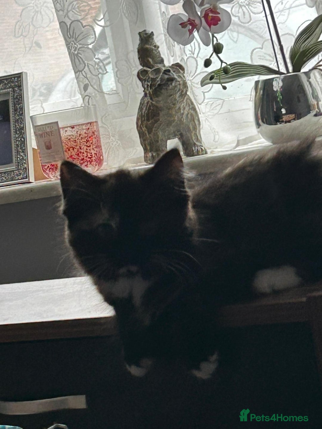 British Longhair cats for sale: Female kitten - Image 4