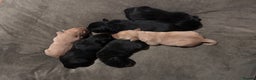 Labrador Retriever dogs for sale: Labrador Puppies - Advert 6