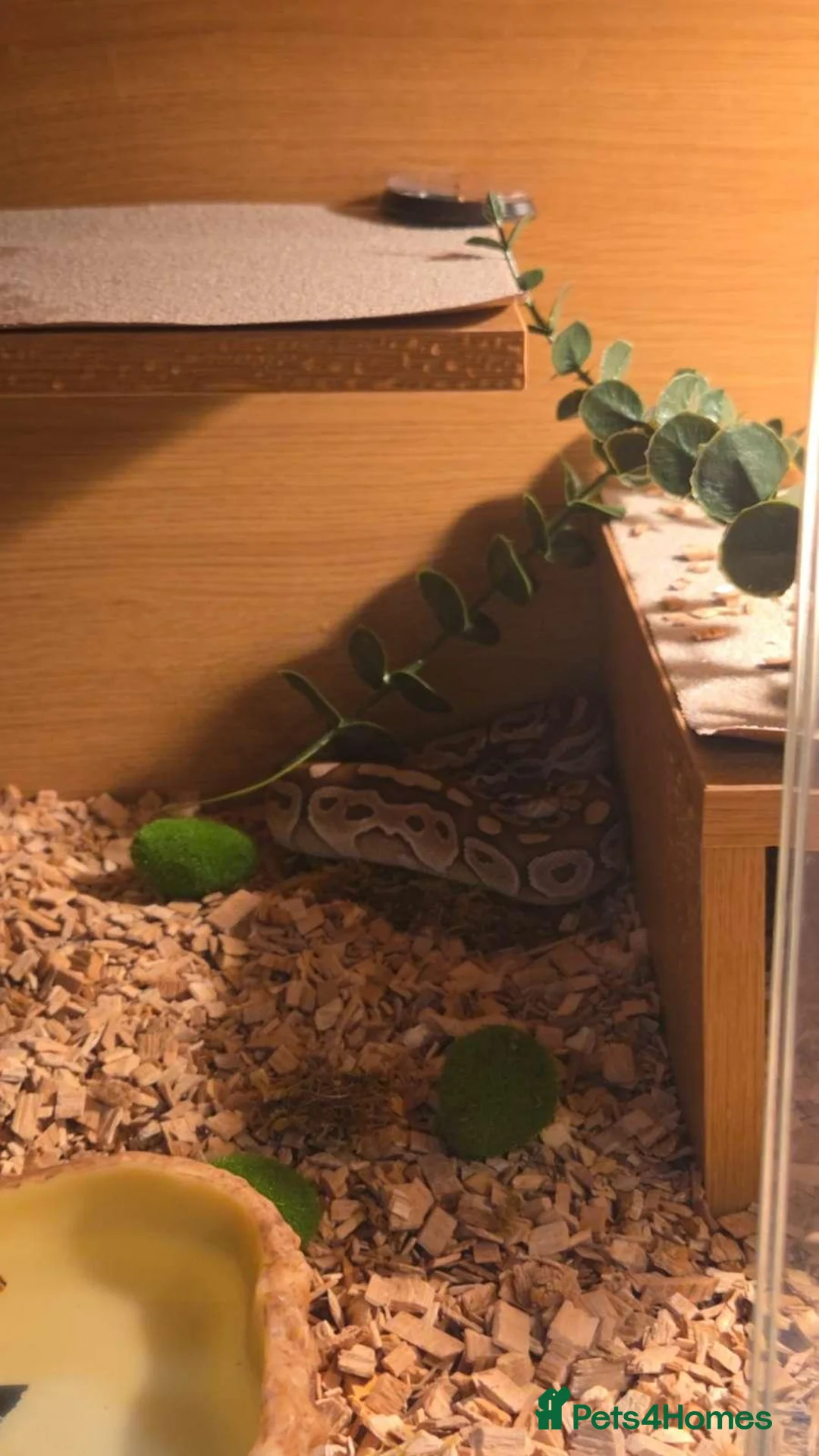 Python Snake reptiles for sale: Royal python  - Advert 2