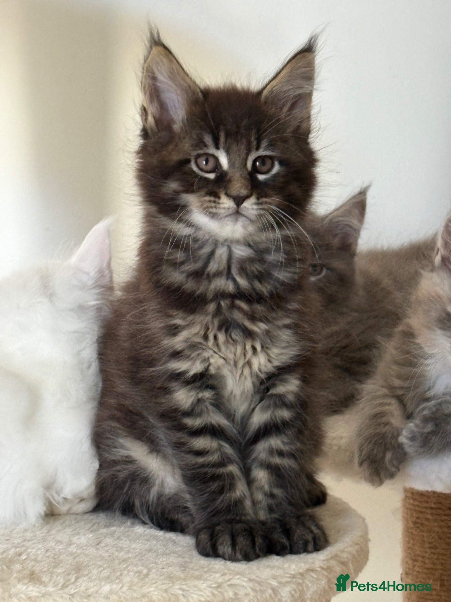 Maine Coon cats Stunning full breed Maine Coons ready now!  - Advert 1