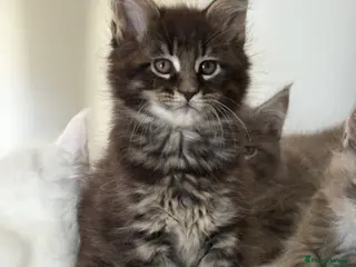 Maine Coon cats Stunning full breed Maine Coons ready now! - Advert 1