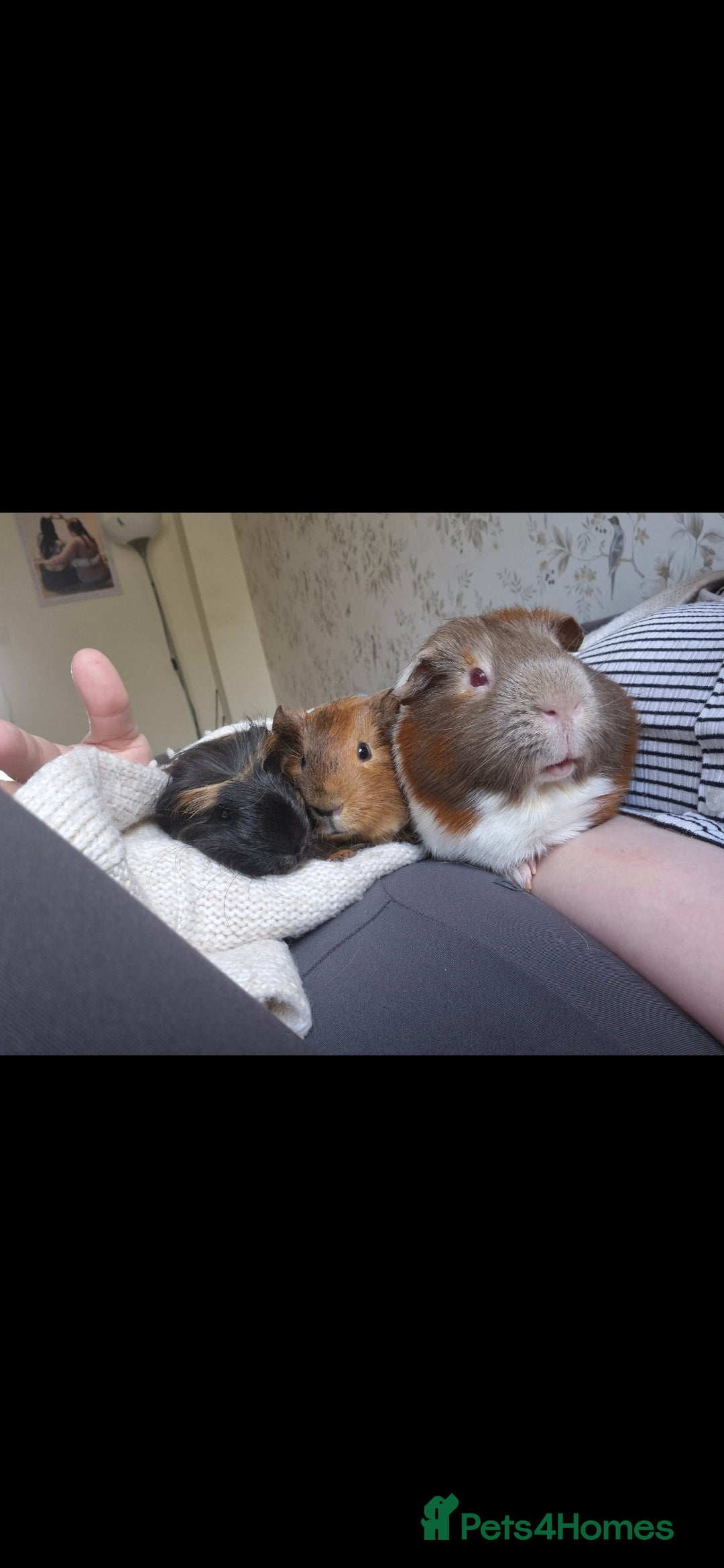 Guinea Pig rodents for sale: 3x male guinea pigs - Advert 5