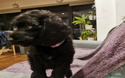 Cockapoo dogs for sale: F1 COCKAPOO PUPPIES FOR SALE  - Image 1