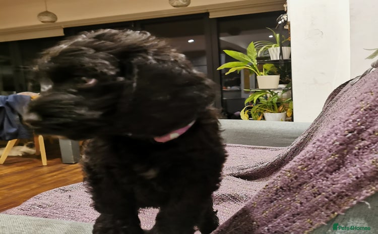 Cockapoo dogs - Advert 11