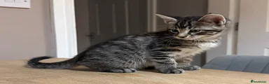 Maine Coon Kitten 2
