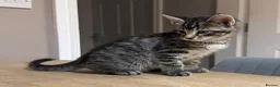 Maine Coon cats for sale: Maine Coon x Silver Tabby British Short hair - Advert 18