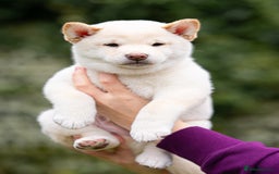 Japanese Shiba Inu dogs for sale: Beautiful Cream Shiba Inu boy for sale  - Image 33