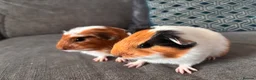 Guinea Pig rodents for sale:  Gorgeous Baby Guinea Pigs - Advert 5