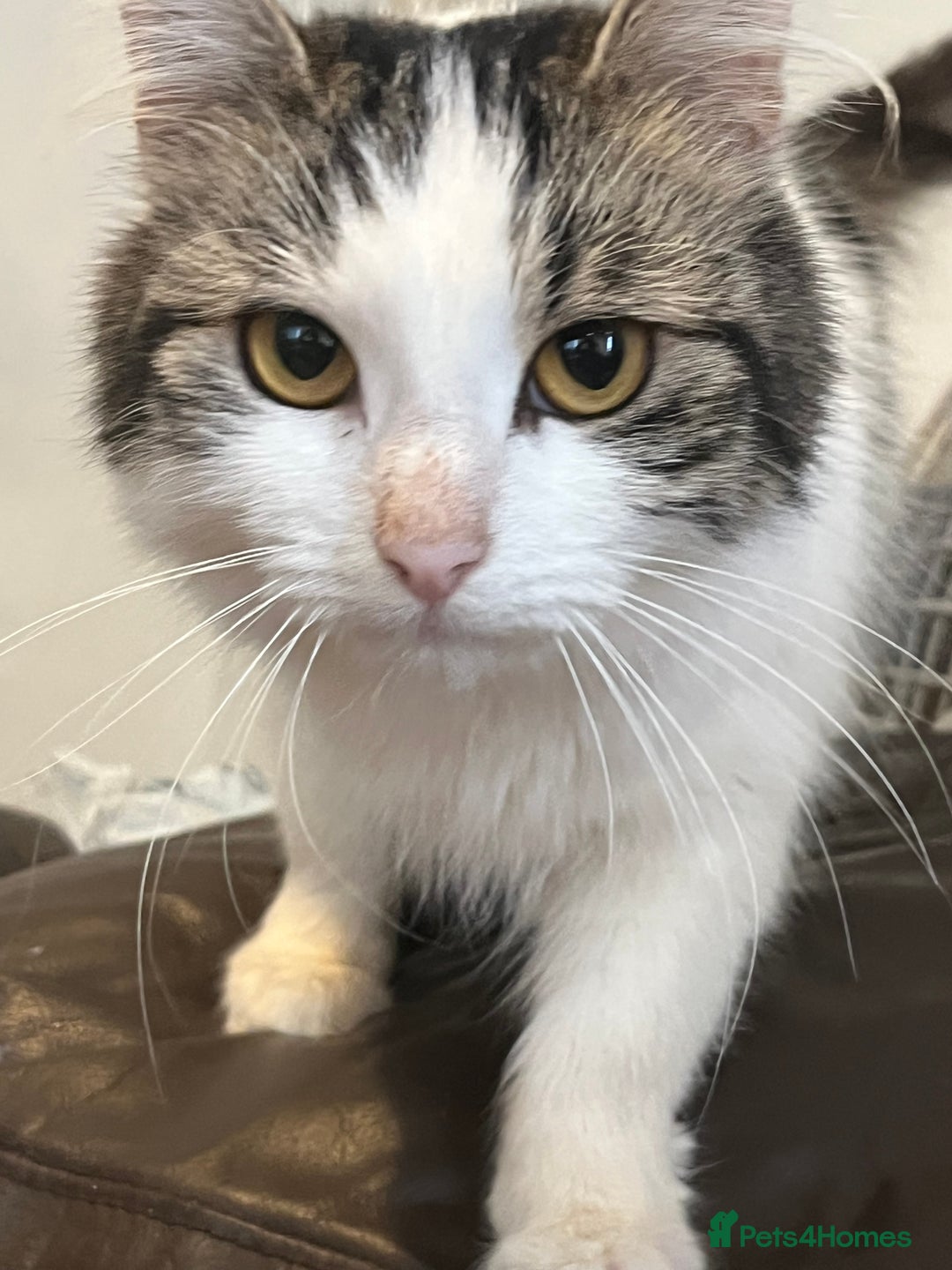 Mixed Breed cats for sale: Adult cats needing a new home - not £50 - Image 1