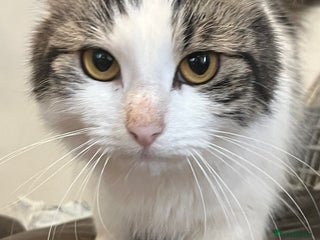 Mixed Breed cats for sale - Advert 1