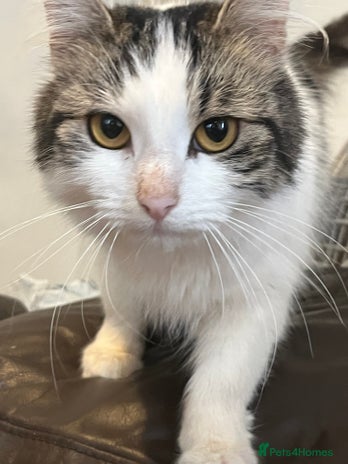 Mixed Breed cats - Advert 1