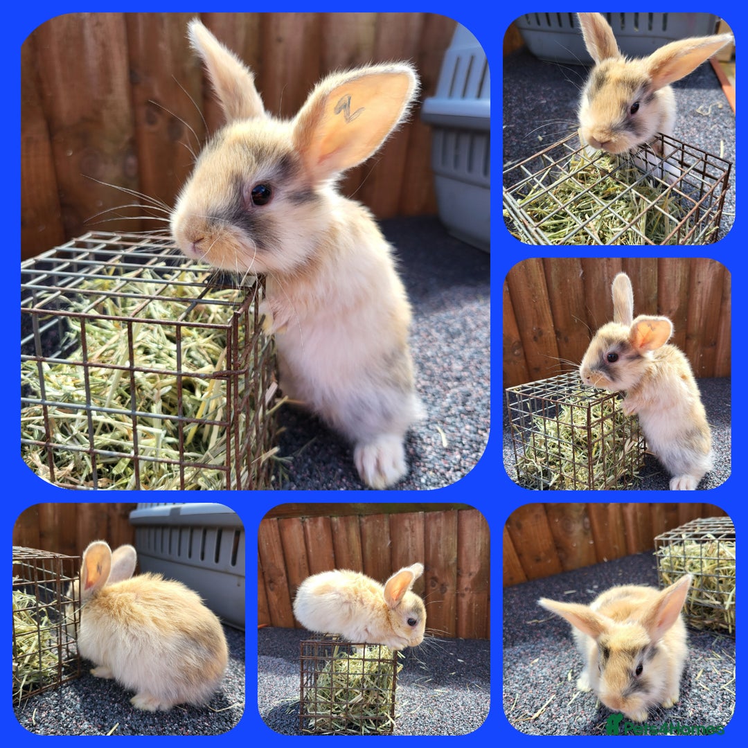 Mini Lop rabbits for sale: Mini lops - Image 2