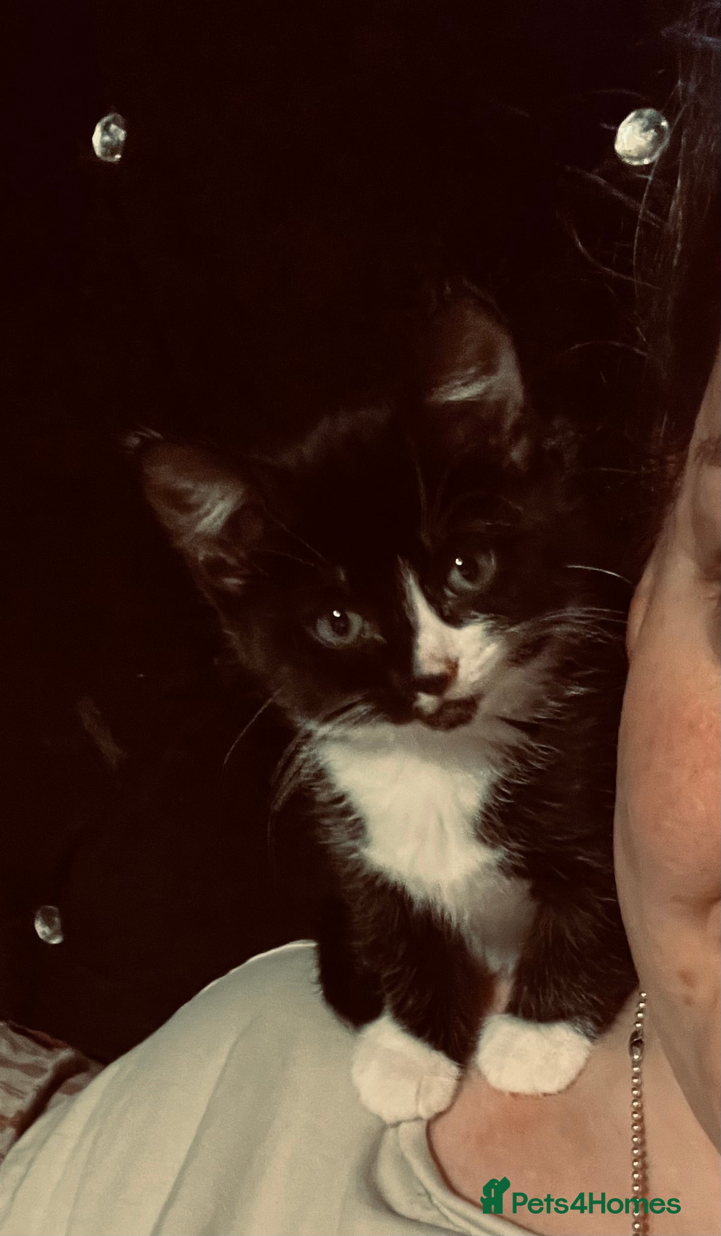 Sphynx cats Sphynx cross BSH female kitten ready now - Advert 1