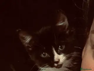 Sphynx cats Sphynx cross BSH female kitten ready now - Advert 1