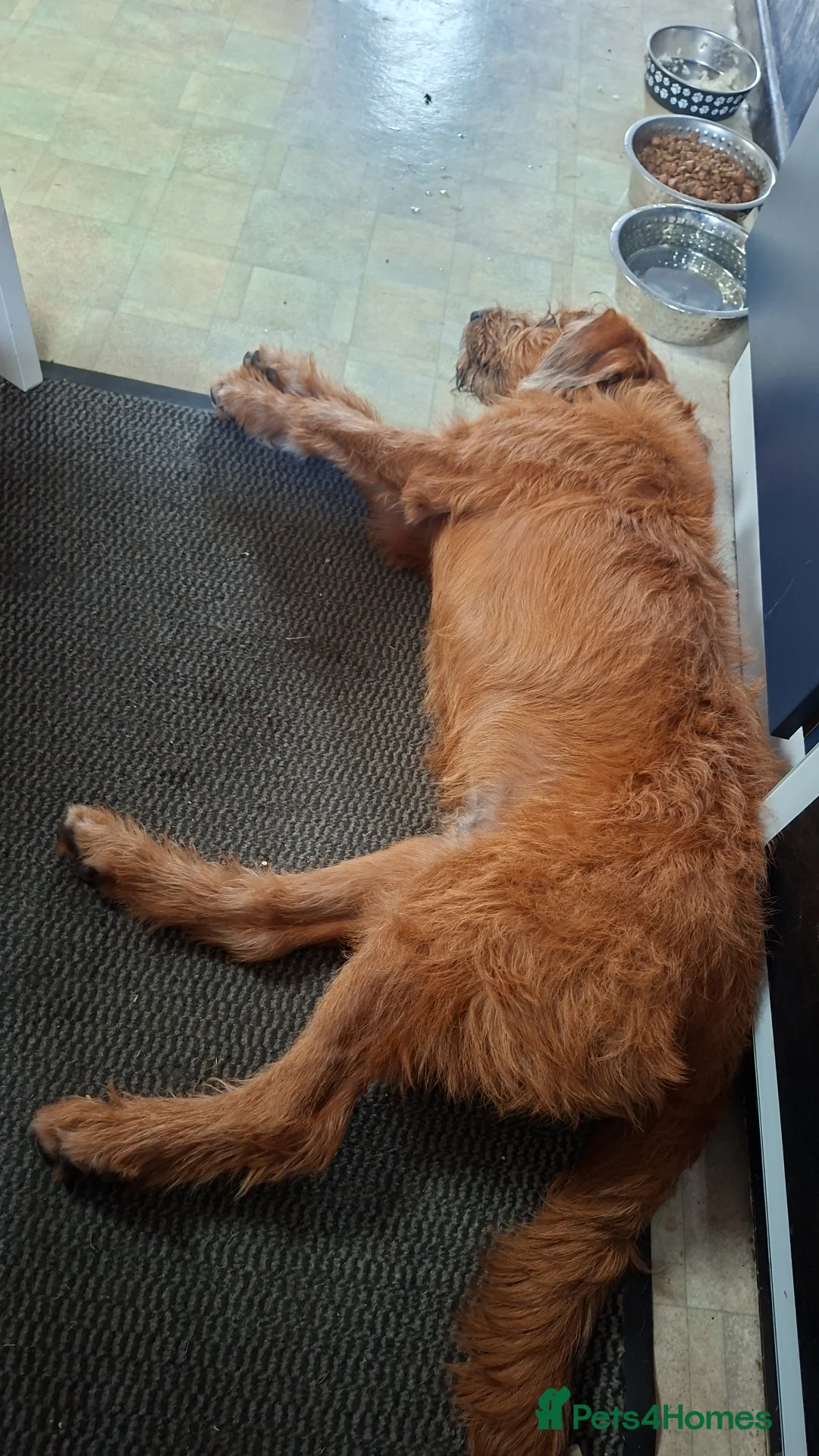 Mixed Breed dogs for sale: Medium Cross breed male - Advert 3