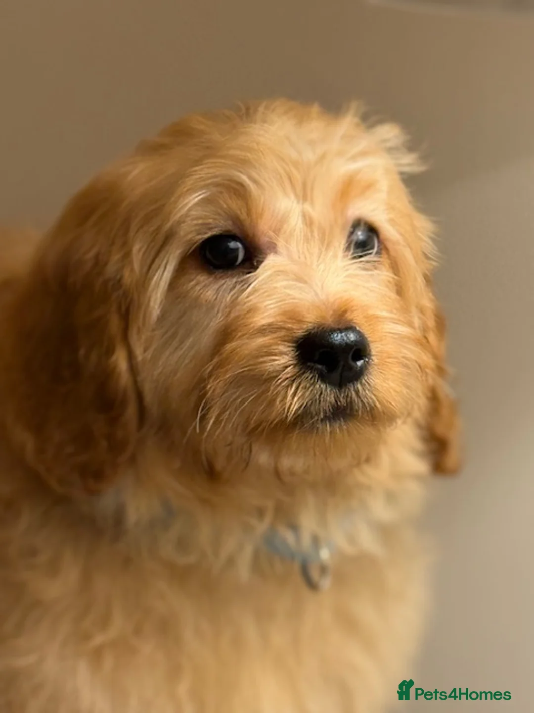 Cavapoo dogs for sale: Roll the cavapoo - Advert 14