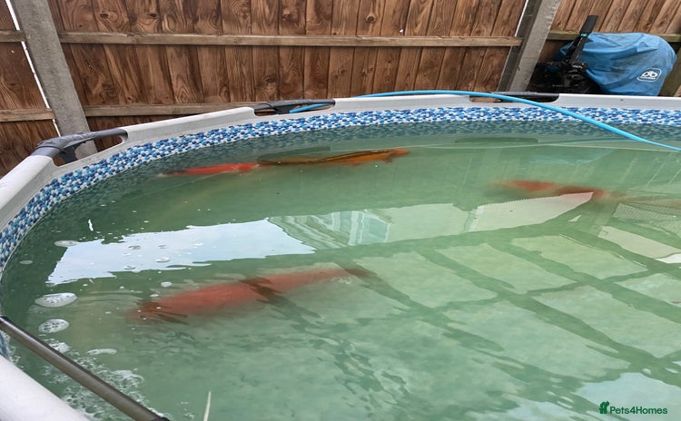 Koi Carp fish - Advert 6