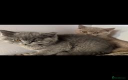 British Shorthair cats for sale: 1 left Stunning British shorthair kittens - Image 5