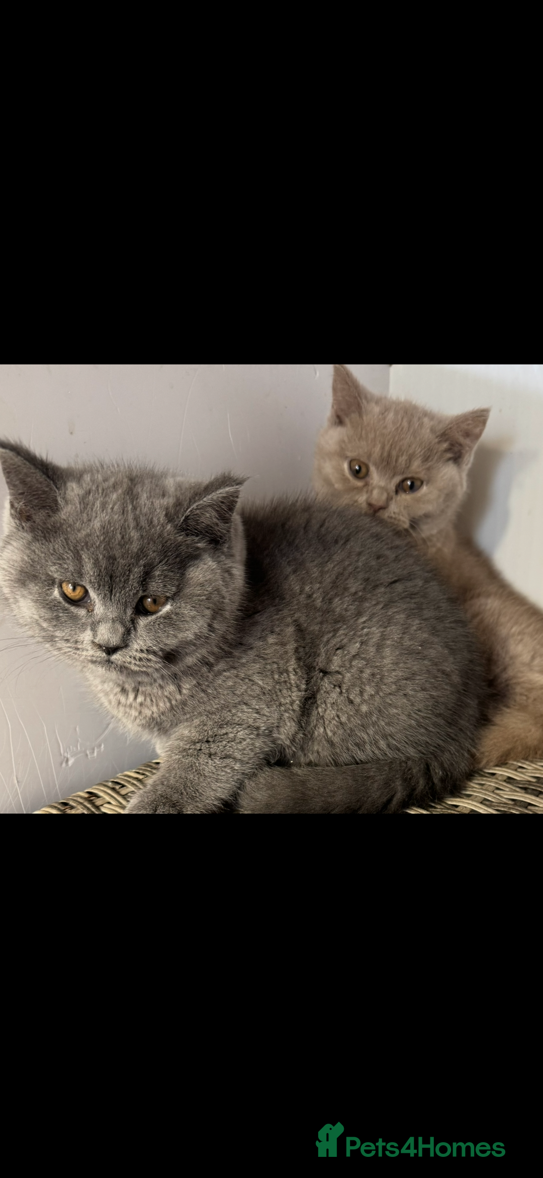 British Shorthair cats for sale: 1 left Stunning British shorthair kittens - Image 5