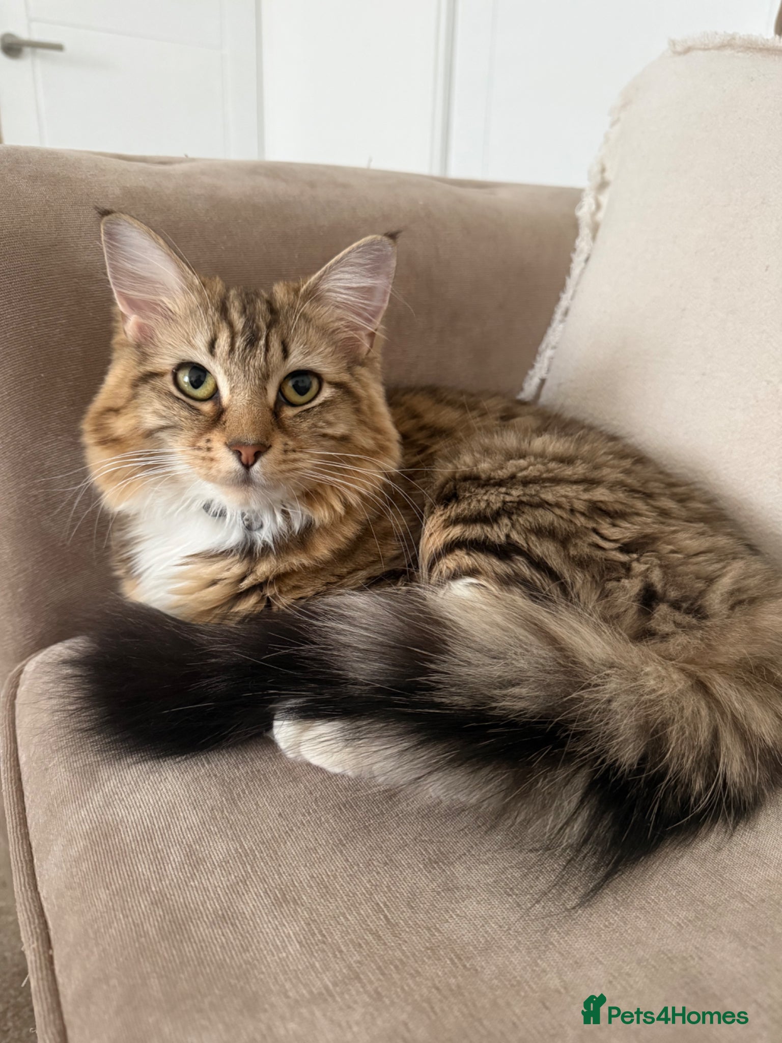 Mixed Breed cats Mixed breed female cat  - Advert 1