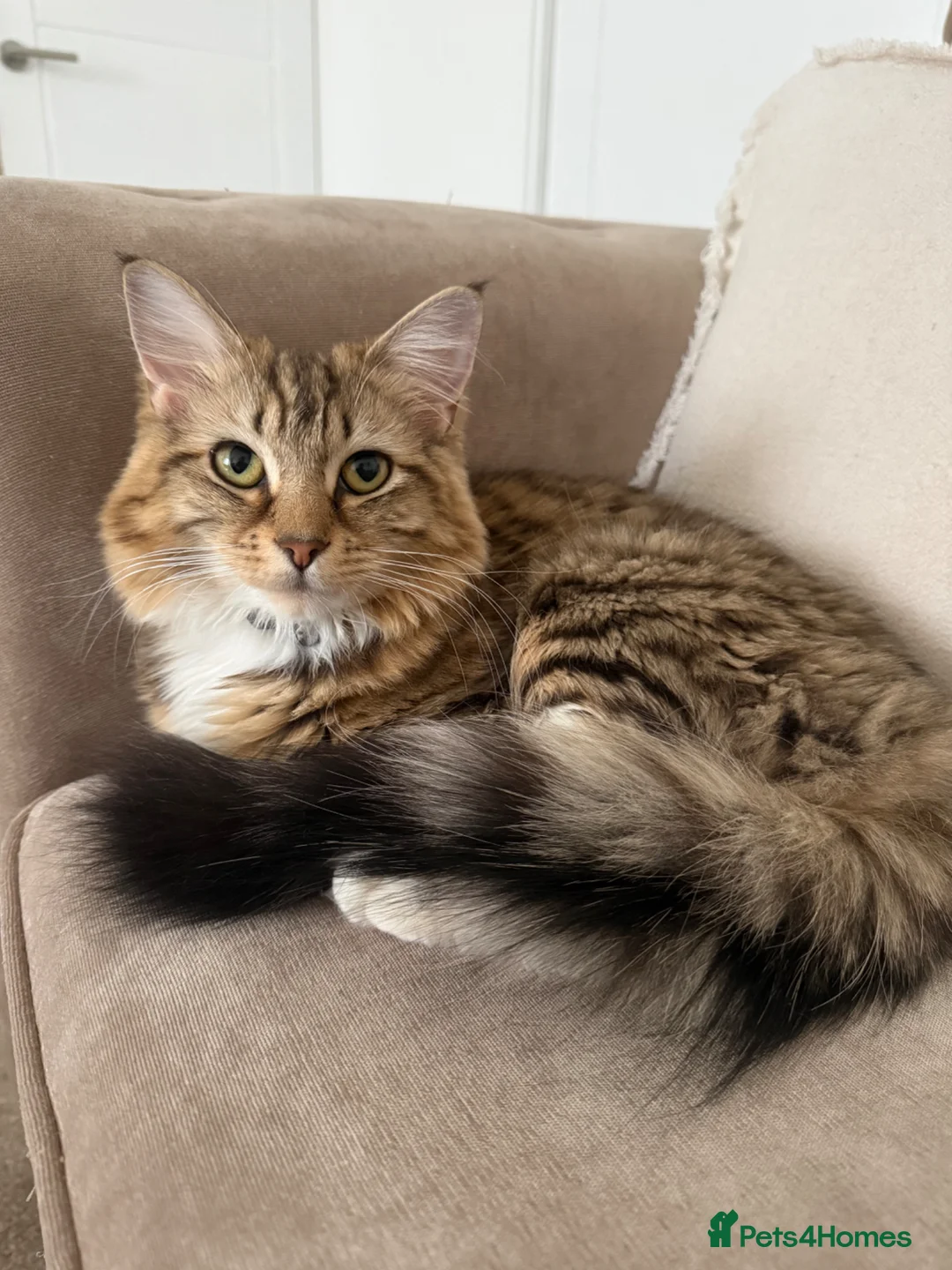 Mixed Breed cats for sale: Mixed breed female cat  - Advert 1