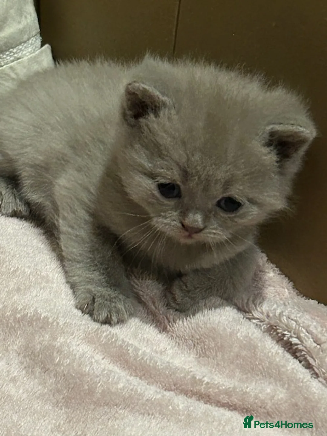 British Shorthair cats for sale: Stunning Lilac and Cinnamon girls available GCCF  - Advert 7