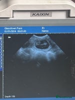 English Springer Spaniel dogs - Advert 4