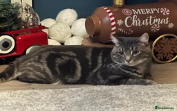 Domestic Shorthair cats for sale: 2 Beautiful Males (selling due2my partners illness - Image 11