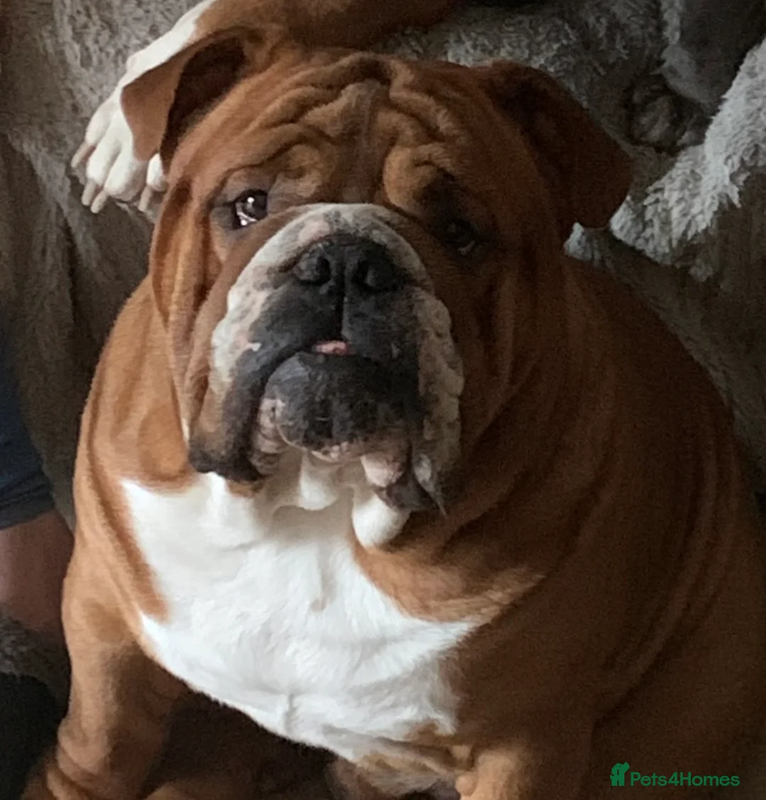 English Bulldog dogs for stud: Our Stunning English Bulldog Carter  in York - Advert 20