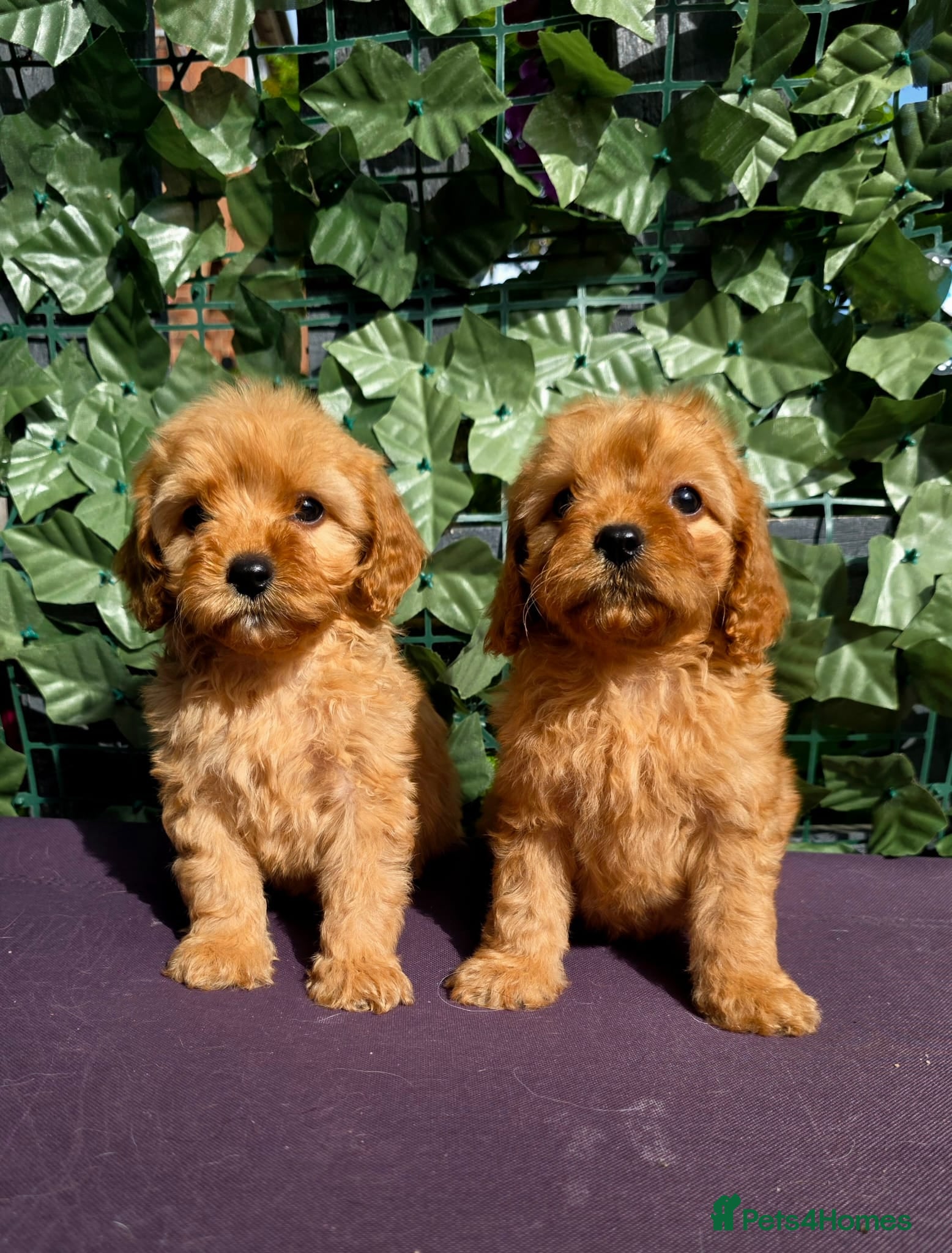 Cavapoo dogs dna clear f1 red cavapoo puppies , FAMILY REARED - Advert 2