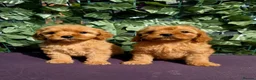 Cavapoo dogs for sale: dna clear f1 red cavapoo puppies , FAMILY REARED in Alford - Advert 2