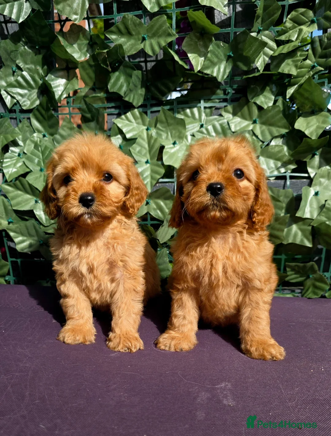 Cavapoo dogs for sale: dna clear f1 red cavapoo puppies , FAMILY REARED in Alford - Advert 2