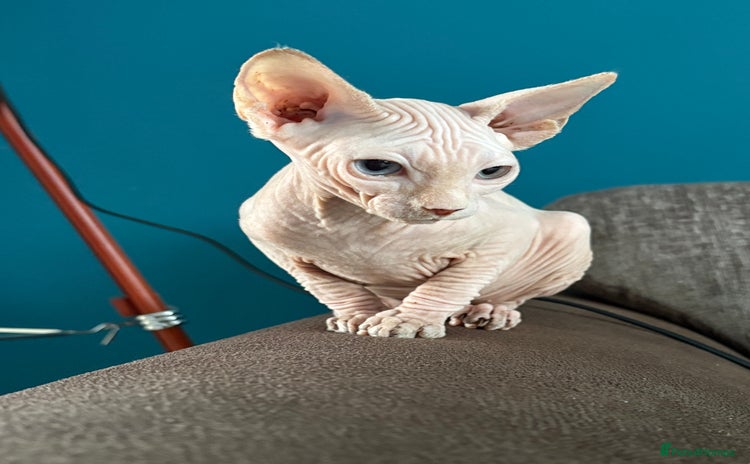 Sphynx cats - Advert 3