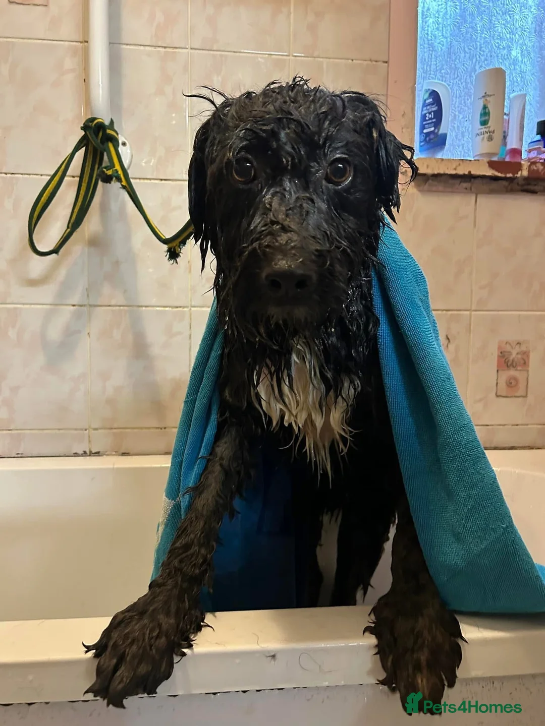 Mixed Breed dogs for adoption: Colby - Norwich Norfolk  in Norwich - Advert 31